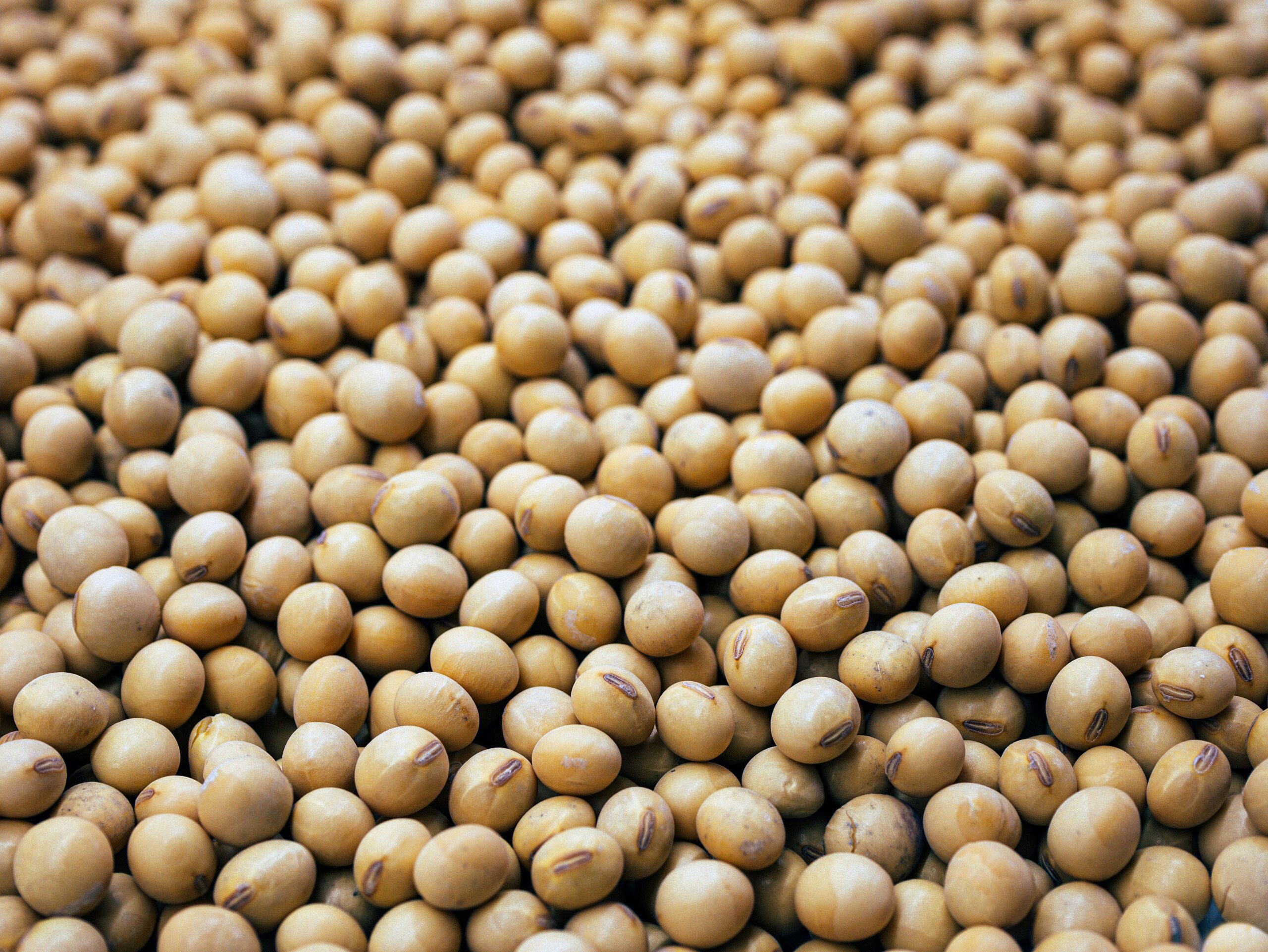 Rich and diverse vegetarian protein sources